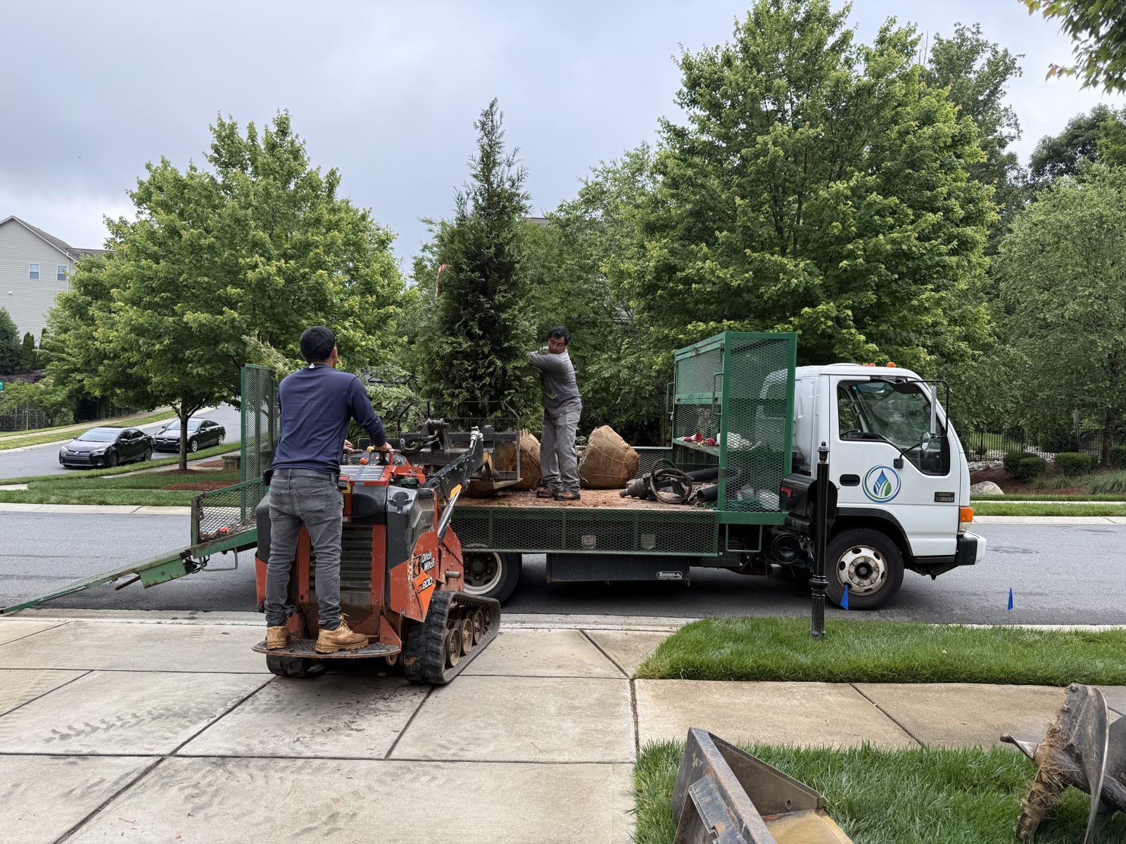 Crew unloading a large tree for planting