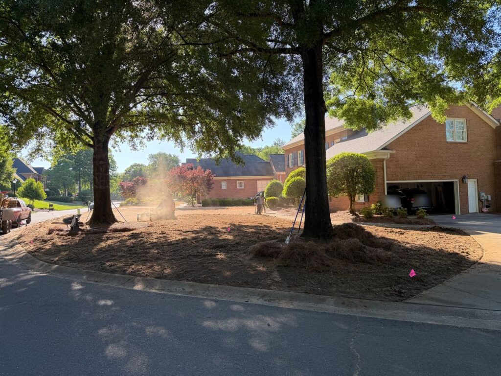 Crew removing dead fescue under shade trees during a Zeon Zoysia lawn conversion