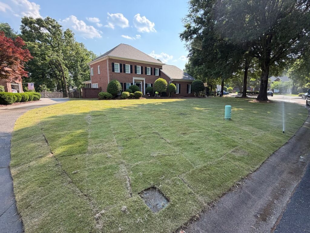Freshly installed Zeon Zoysia sod with irrigation running on a front lawn