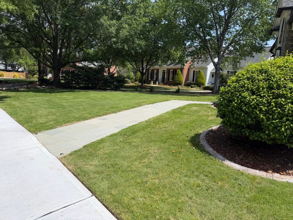 Finished Zeon Zoysia front lawn along a walkway a few weeks after sod installation