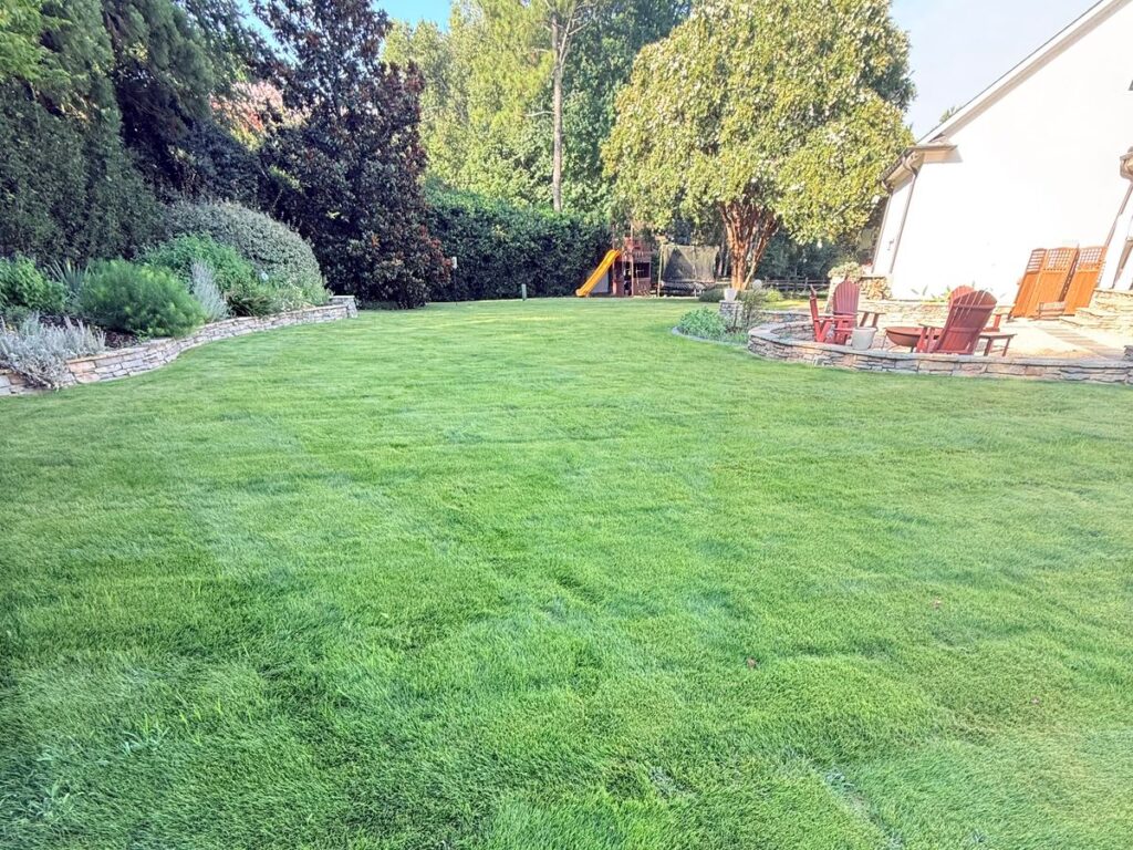 Established Zeon Zoysia backyard lawn in summer